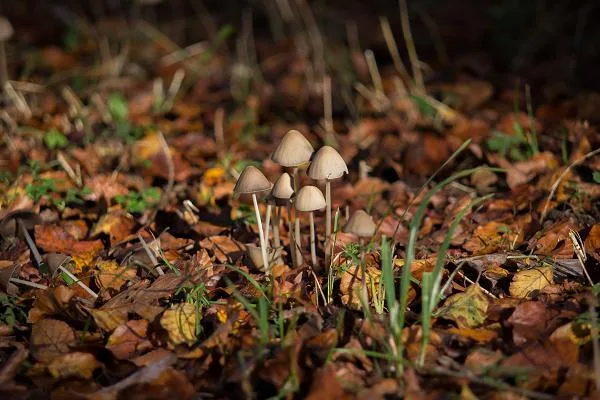 Waldkindergarten Forest Kindergarten