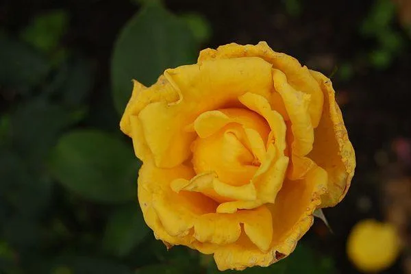 Life Helmut Schmidt Obituary