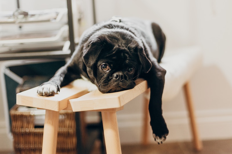 A black pug lying on wooden bench