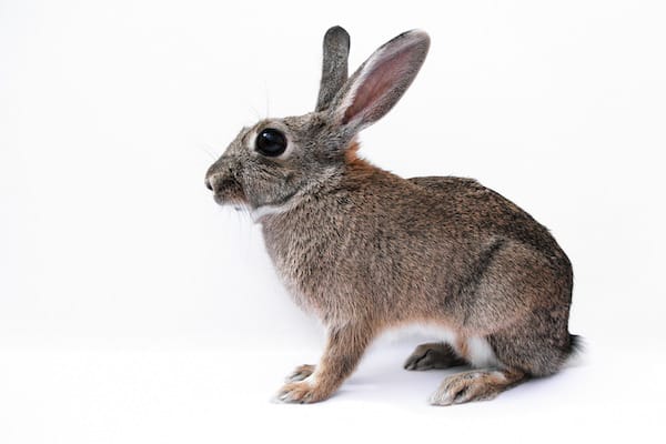 german easter traditions