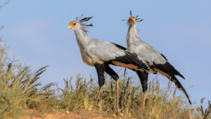 Two secretary birds wish they could practice speaking German on their own like we do at SmarterGerman