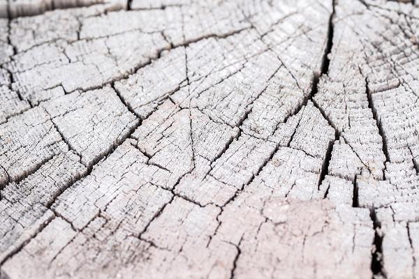 Alfred Wegener - The Theory of Continental Drift